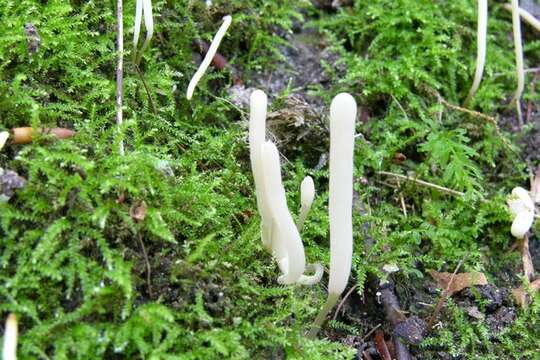 Clavaria falcata Pers. 1794 resmi