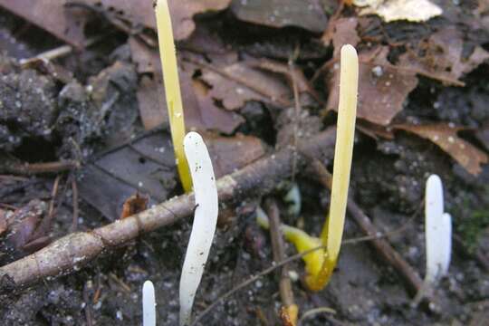 Image of Clavaria flavostellifera Olariaga, Salcedo, Daniëls & Kautmanová 2015