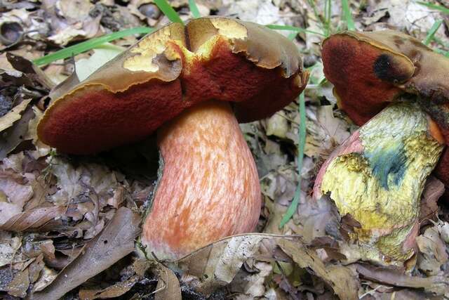 Image of Neoboletus