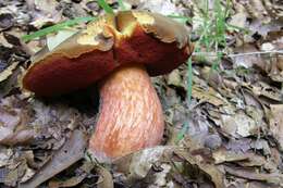 Image de Neoboletus