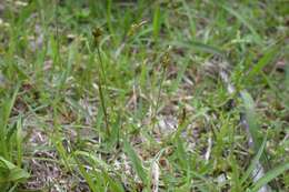 Image of Carex nervata Franch. & Sav.