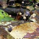 Image de <i>Marasmius buillardii</i>