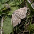 Scopula immorata Linnaeus 1758 resmi