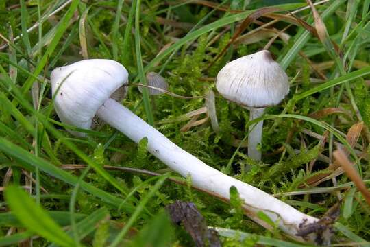 صورة Inocybe geophylla (Bull.) P. Kumm. 1871