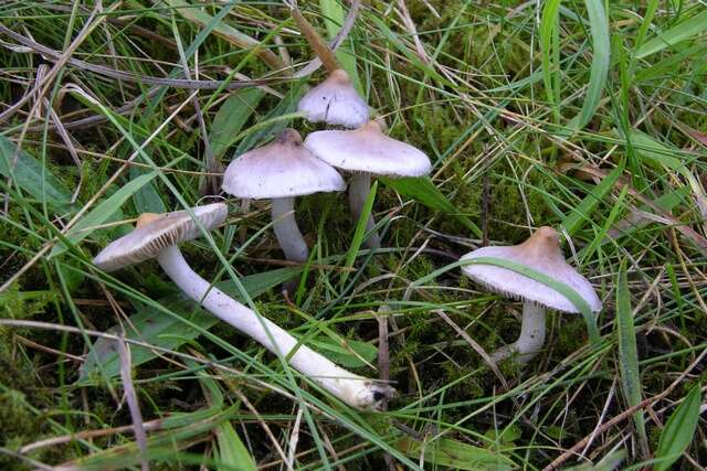 Inocybe geophylla (Bull.) P. Kumm. 1871 resmi