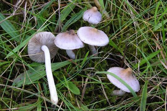 Inocybe geophylla (Bull.) P. Kumm. 1871 resmi