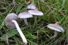 صورة Inocybe geophylla (Bull.) P. Kumm. 1871