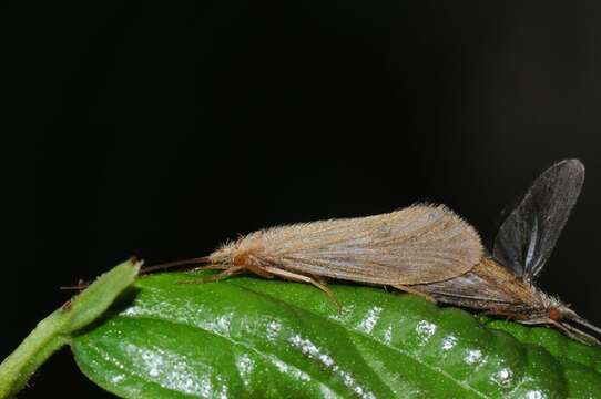 Image of Little Gray Sedges