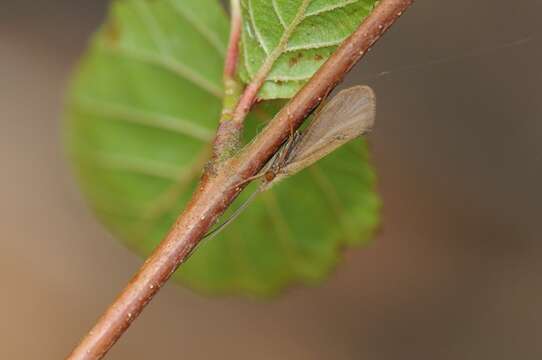 Image of Little Gray Sedges