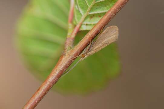 Image of Little Gray Sedges