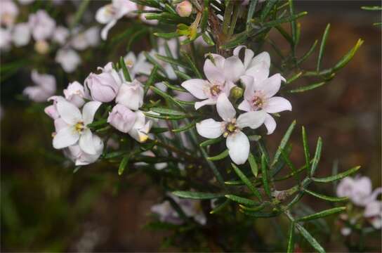 Image of Boronia hemichiton Duretto