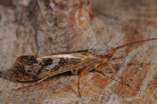 Image of Limnephilus marmoratus Curtis 1834