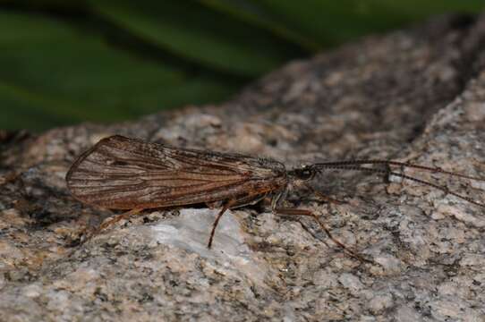 Phryganea (Phryganea) bipunctata Retzius 1783 resmi