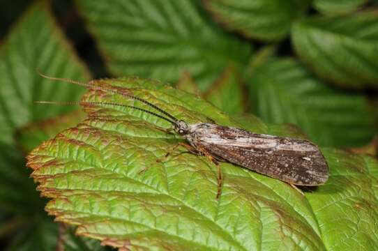 Phryganea (Phryganea) bipunctata Retzius 1783 resmi