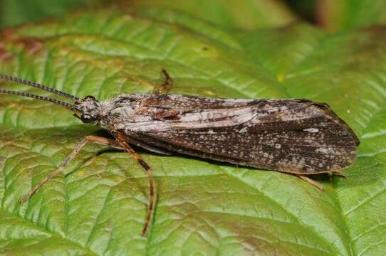 Phryganea (Phryganea) bipunctata Retzius 1783 resmi