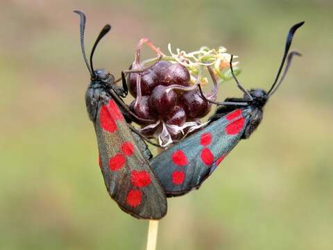 Image of burnet and forester moths