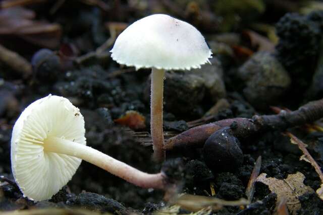 Image of Cystolepiota