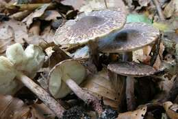 Lepiota fuscovinacea F. H. Møller & J. E. Lange 1940 resmi