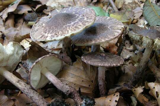 Lepiota fuscovinacea F. H. Møller & J. E. Lange 1940 resmi