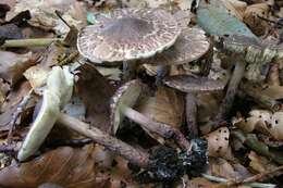 Lepiota fuscovinacea F. H. Møller & J. E. Lange 1940 resmi