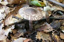 Lepiota fuscovinacea F. H. Møller & J. E. Lange 1940 resmi