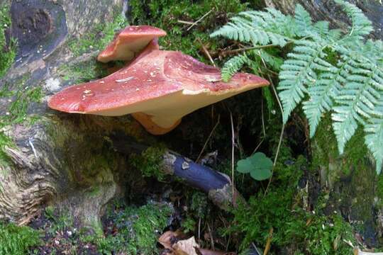 Image of Fistulinaceae