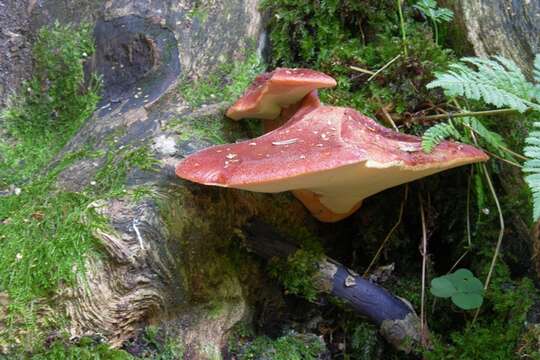 Слика од Fistulinaceae