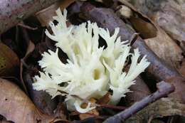 Image of Clavulinaceae