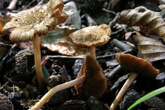 Image of Inocybe flocculosa Sacc. 1887