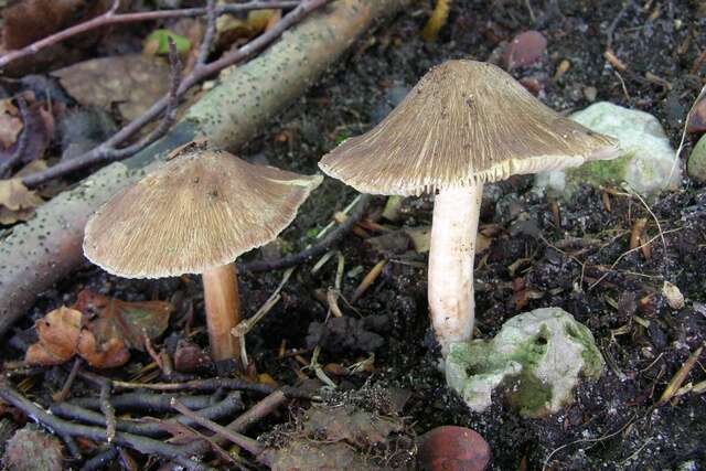 Image of Inocybe fuscidula Velen. 1920