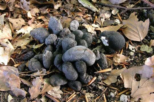 Image of Xylaria