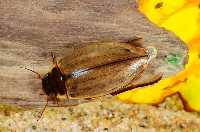 Dytiscidae resmi