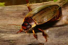 Dytiscidae resmi