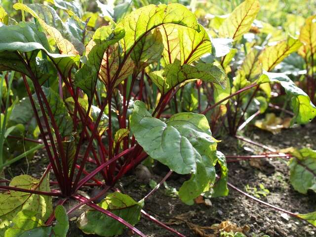 Image of <i>Beta vulgaris</i> subsp. <i>conditiva</i>