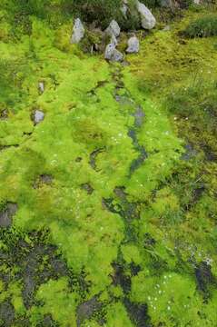 Image of Wahlenberg's pohlia moss