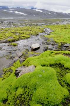 Image of Wahlenberg's pohlia moss