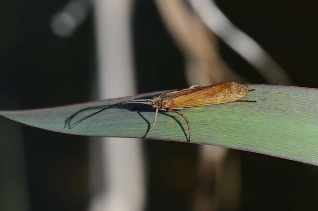 صورة Limnephilus nigriceps (Zetterstedt 1840)