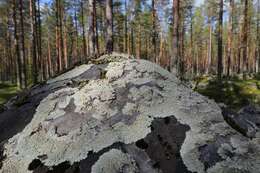 Image of arctoparmelia lichen