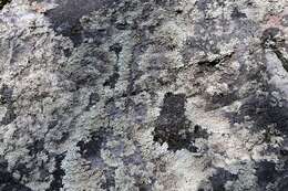 Image of arctoparmelia lichen