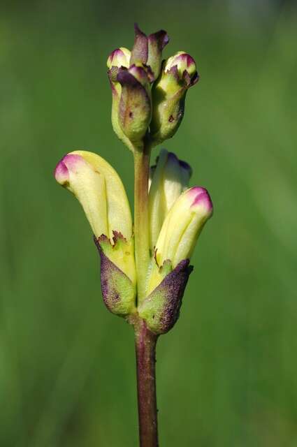 Image of moor-king lousewort