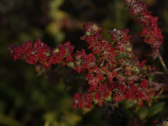 Image of Grass-leaved orache