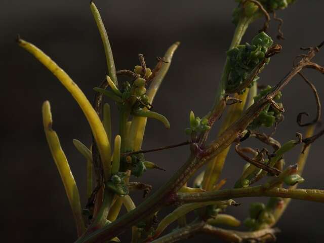 Image of Grass-leaved orache