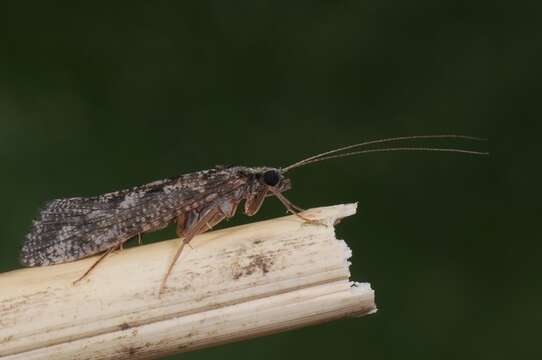 Image of Hydropsyche (Hydropsyche) siltalai Doehler 1963