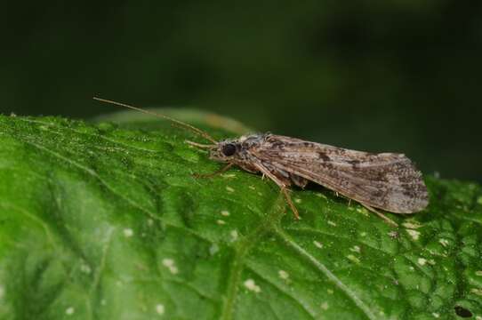 Image of Hydropsyche (Hydropsyche) siltalai Doehler 1963