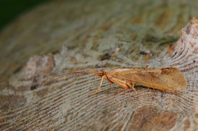 صورة Limnephilus flavicornis (Fabricius 1787)