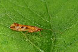 Image of Limnephilus lunatus Curtis 1834