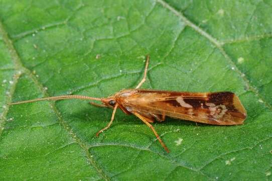 Image of Limnephilus lunatus Curtis 1834