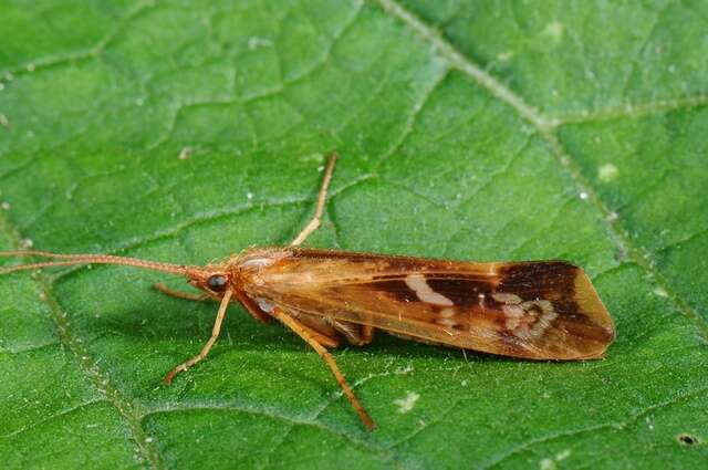 Image of Limnephilus lunatus Curtis 1834