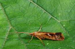 Image of Limnephilus lunatus Curtis 1834