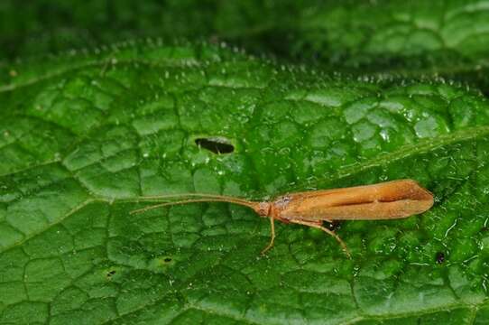 Limnephilus vittatus (Fabricius 1798) resmi